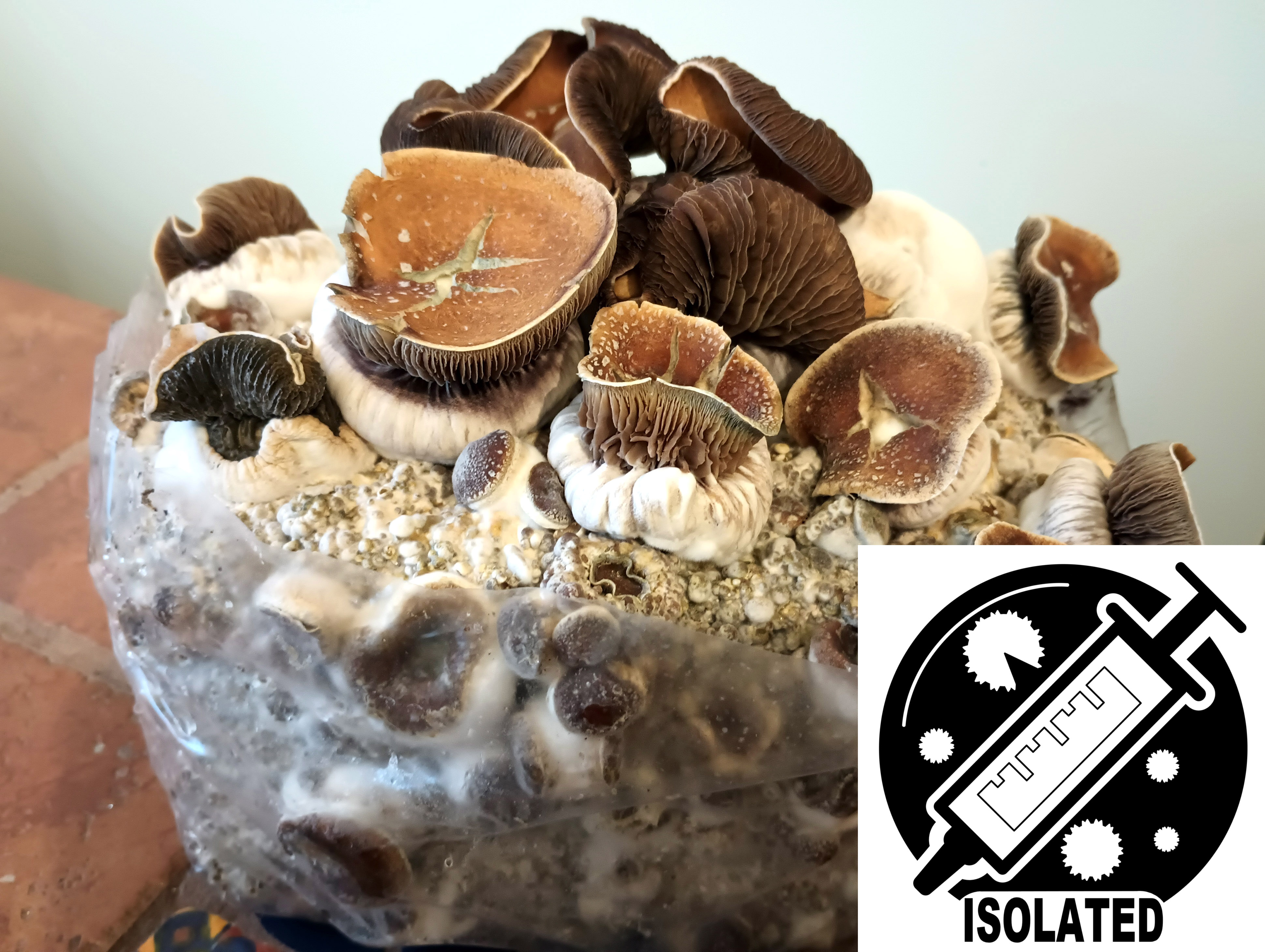 Psilocybe cubensis : KSSS Spore Isolate Syringe